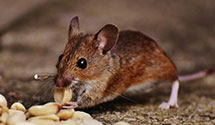 24 Hour & Emergency Exterminators in Winter Haven, FL